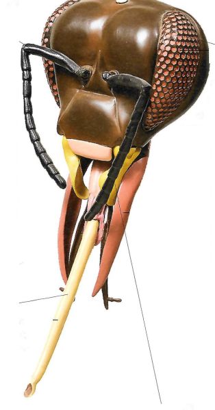 File:Bijenkop.jpg