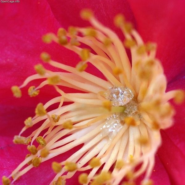 File:Nectar.jpg