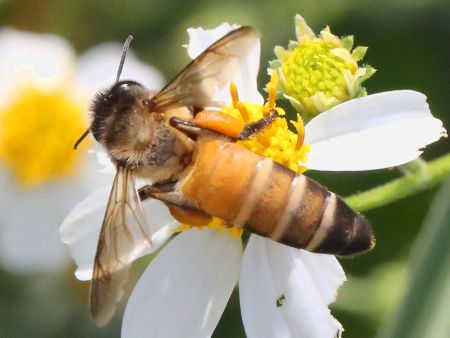 Bidens-Apis dorsata-pollen baskets.jpg