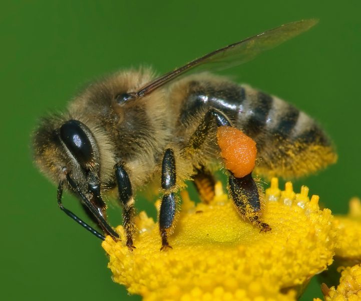 File:Apis mellifera Western honey bee.jpg