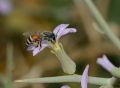 Apis florea worker 1.jpg