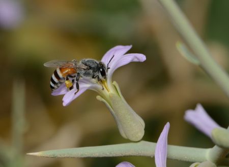 Apis florea worker 1.jpg