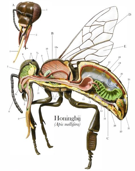 File:Biologie honingbij.jpg