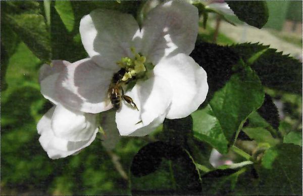 Appelbloesem.jpg