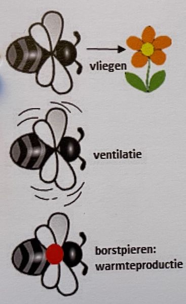 File:Vleugelfuncties.jpg