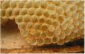 Propolis.jpg