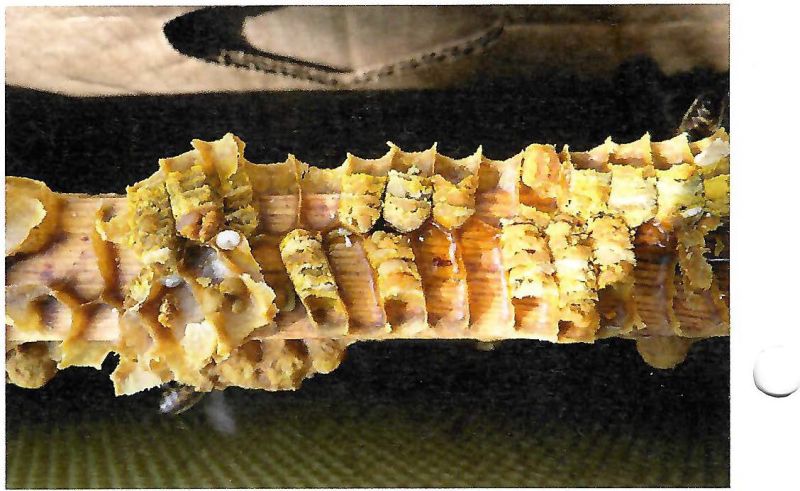 File:Cellenmetstuifmeel.jpg