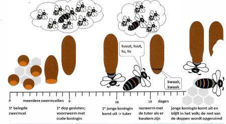 Zwermcelontwikkeling.jpg