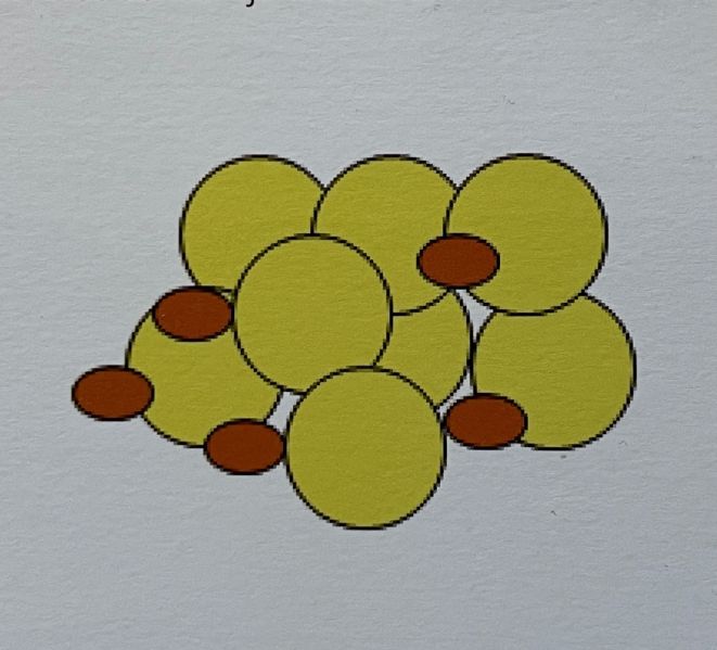 File:Oenocyten.jpeg
