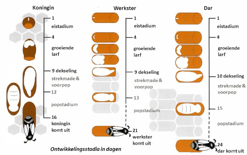File:Ontwikkelstadia.jpeg