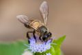 Apis cerana, Asiatic honey bee - Khao Yai National Park.jpg